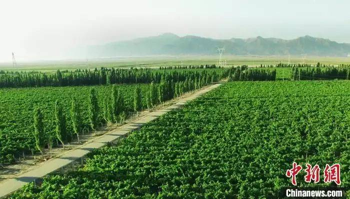 高档葡萄酒种植方法