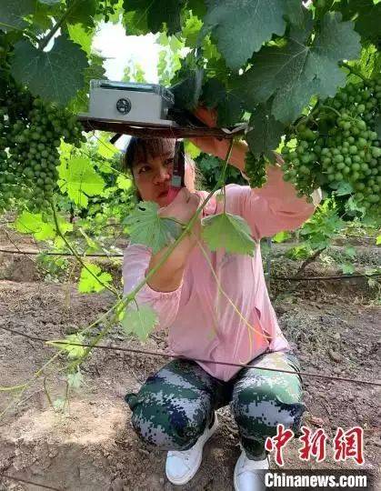 高档葡萄酒种植方法