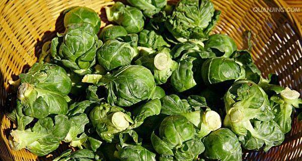 芽菜种植方法