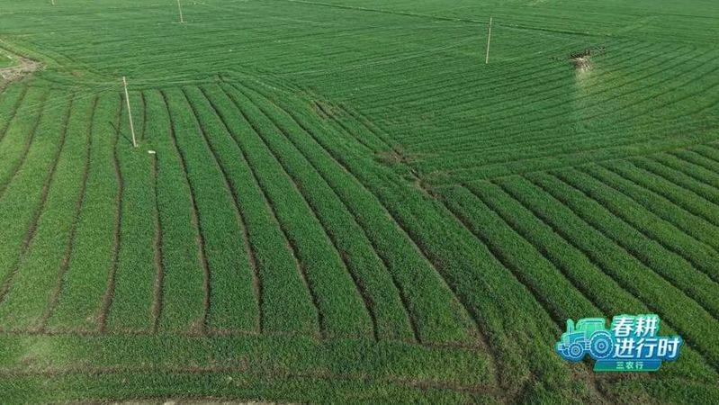 四川小麦种植技术