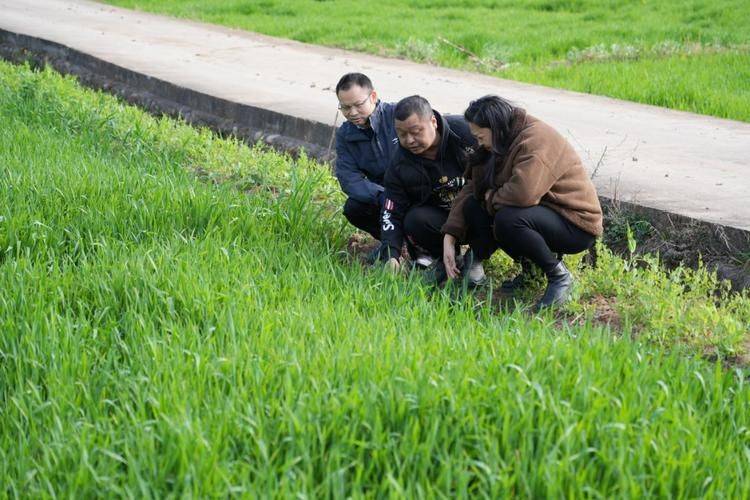 四川小麦种植技术