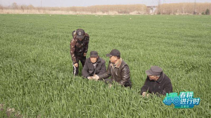 四川小麦种植技术