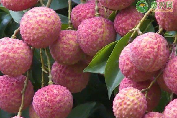 广东荔枝多少钱一斤