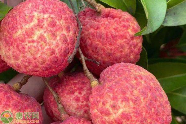 广东荔枝多少钱一斤