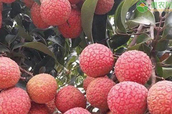 广东荔枝多少钱一斤