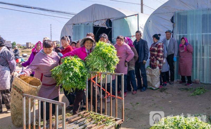 芦蒿最新种植技术