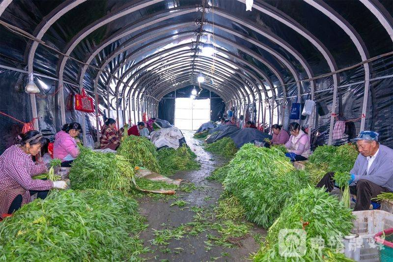 芦蒿最新种植技术