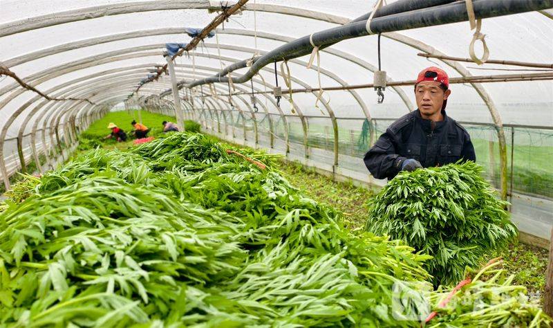 芦蒿最新种植技术