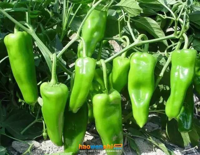 无土大棚蔬菜种植技术