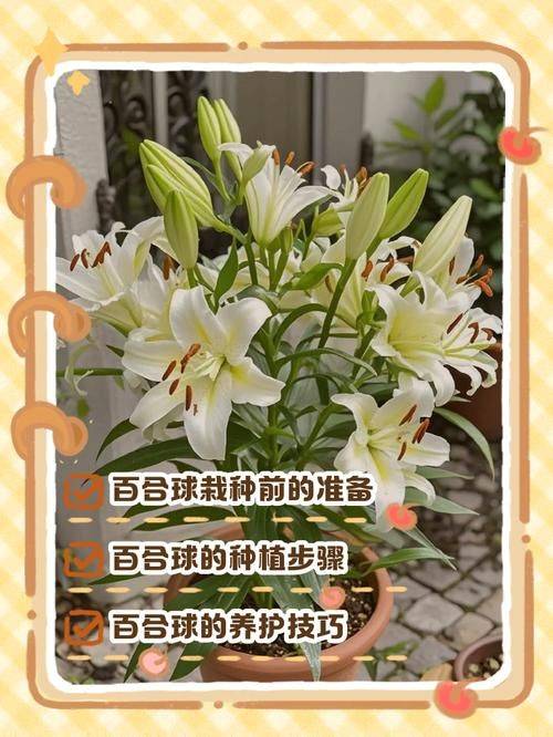 百合花的种植和养殖方法