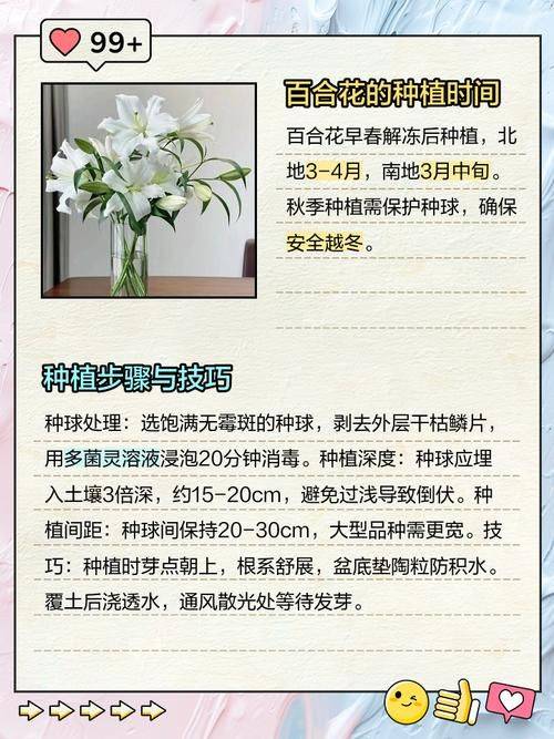 百合花的种植和养殖方法