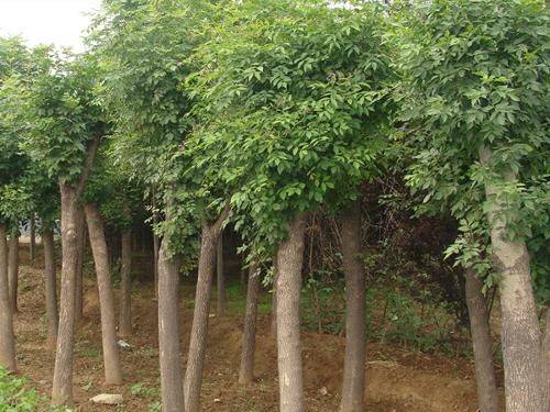 厂家槐米树种植方法