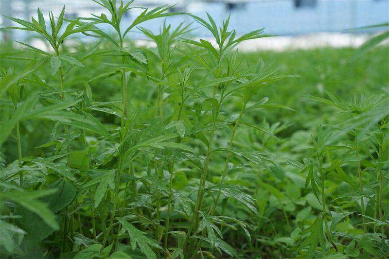 芦蒿最新种植技术