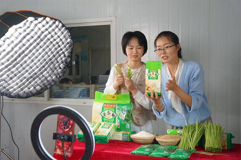 芦蒿最新种植技术