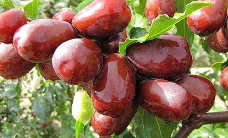 和田大枣种植方法