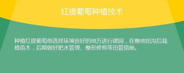 红提葡萄的种植技术