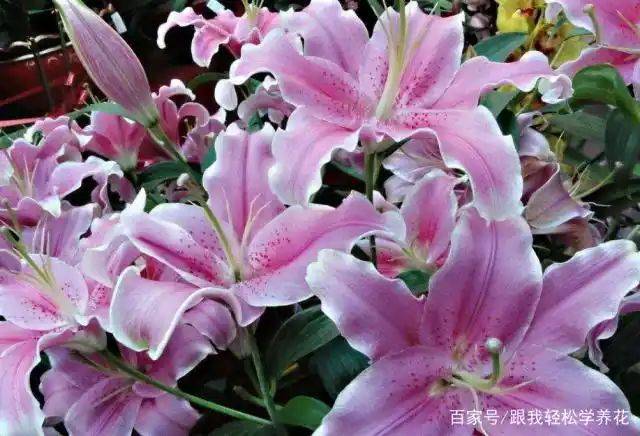 百合花的种植和养殖方法