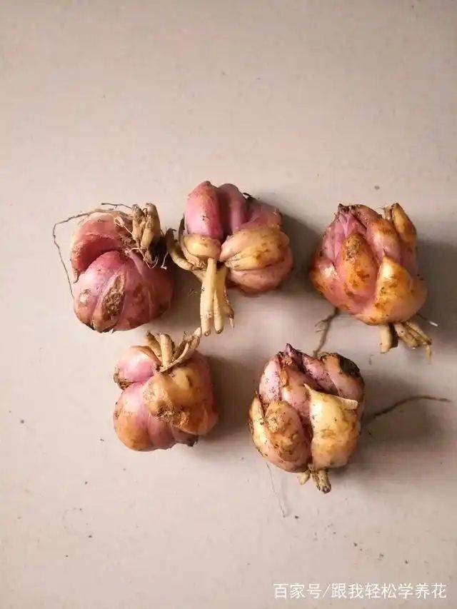 百合花的种植和养殖方法