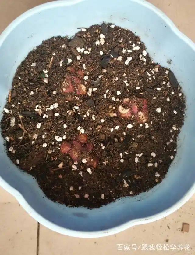 百合花的种植和养殖方法