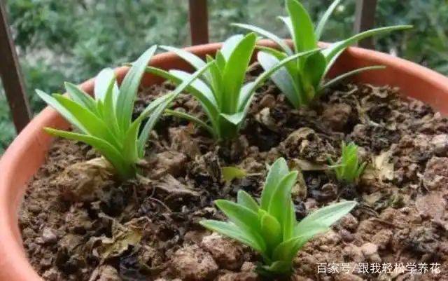 百合花的种植和养殖方法