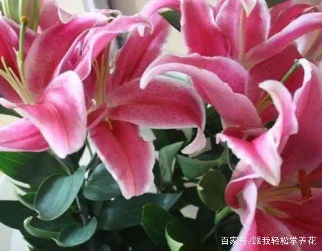 百合花的种植和养殖方法