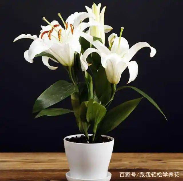 百合花的种植和养殖方法