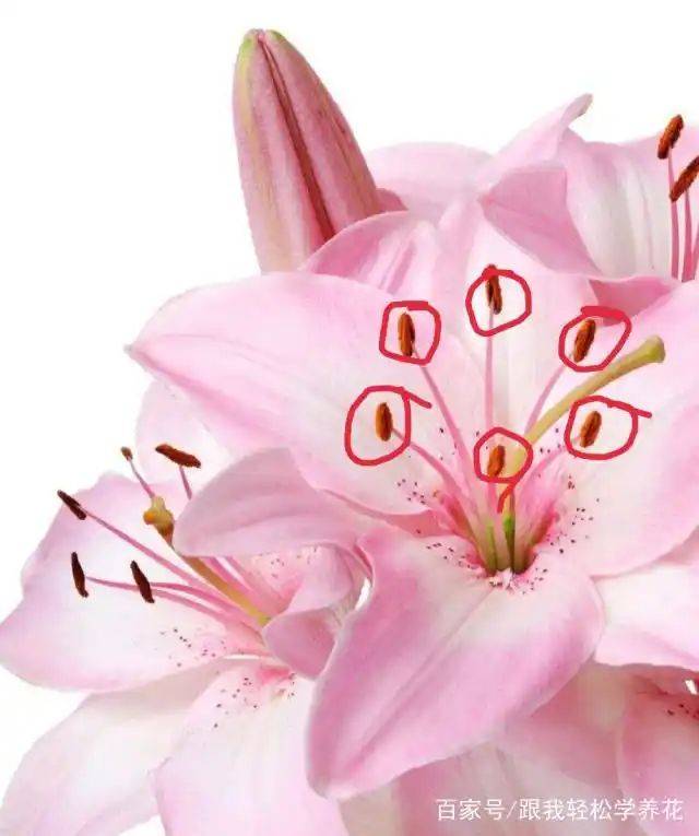 百合花的种植和养殖方法
