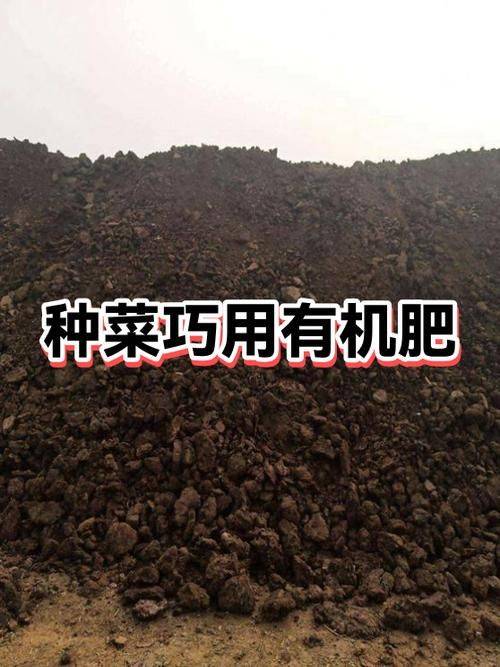 大棚有机蔬菜种植技术
