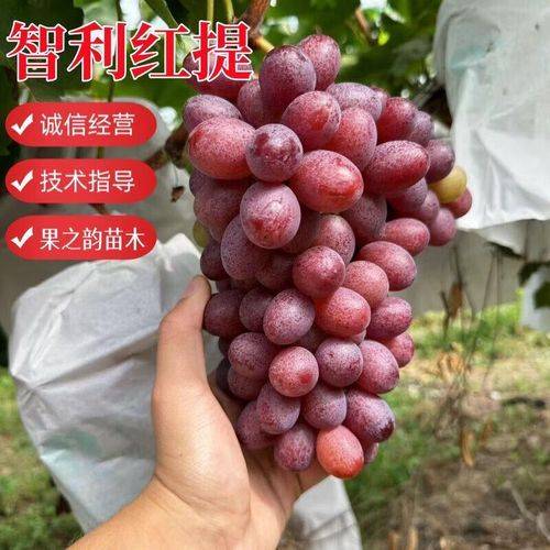红提葡萄的种植技术
