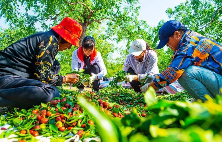 和田大枣种植方法