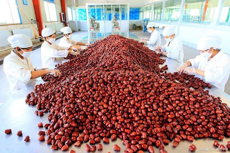 和田大枣种植方法