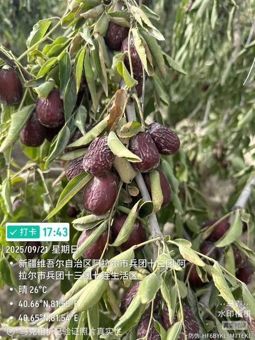 和田大枣种植方法