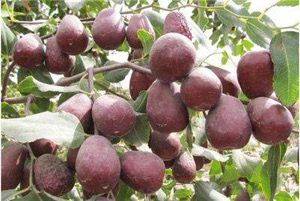 和田大枣种植方法