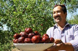 和田大枣种植方法