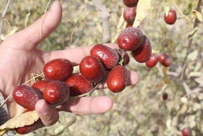 和田大枣种植方法