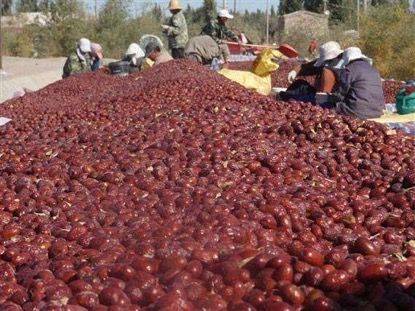 和田大枣种植方法