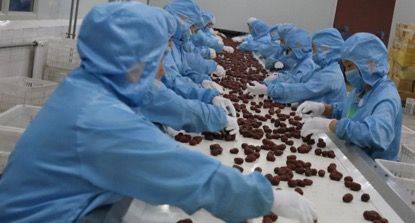 和田大枣种植方法