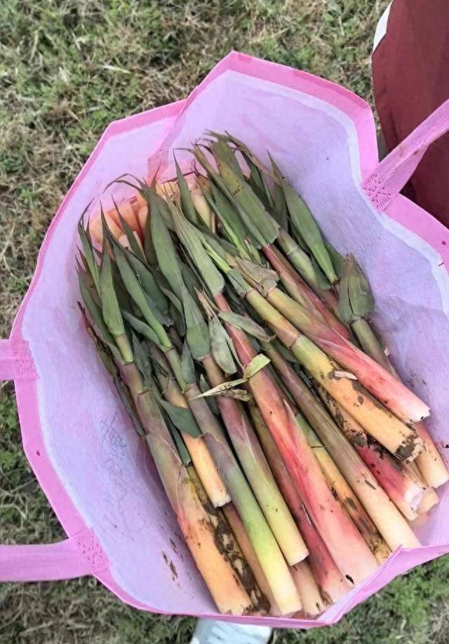 芦蒿最新种植技术