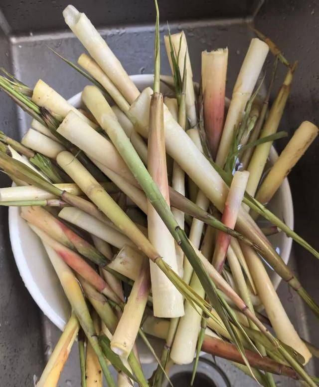 芦蒿最新种植技术