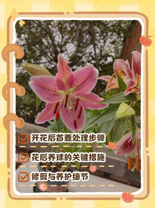 百合花的种植和养殖方法