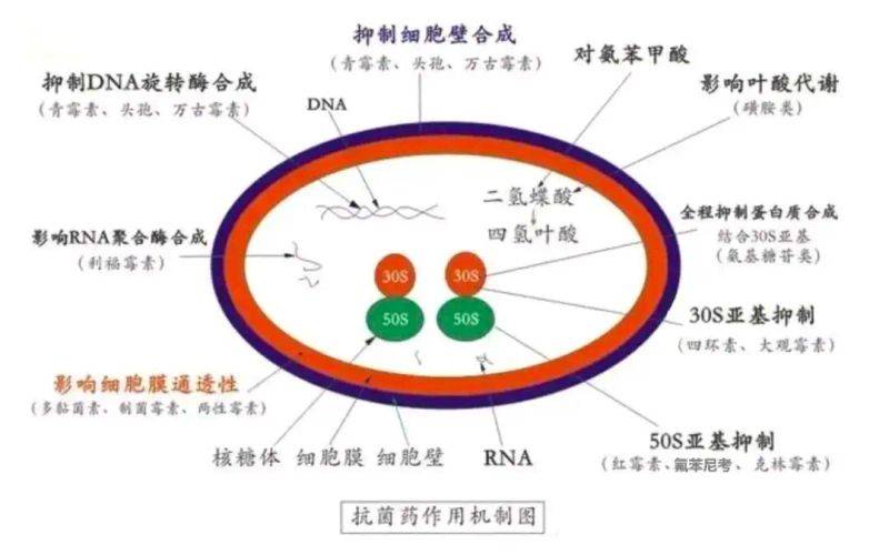 抗生素作用机理
