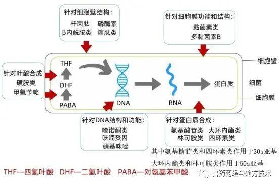 抗生素作用机理