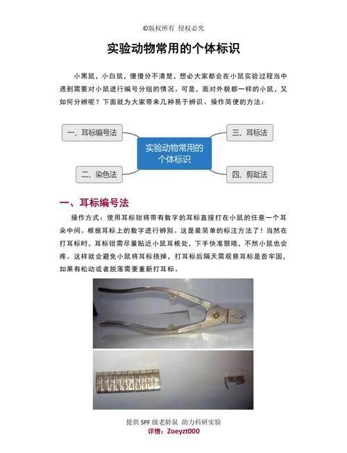 实验动物标记方法