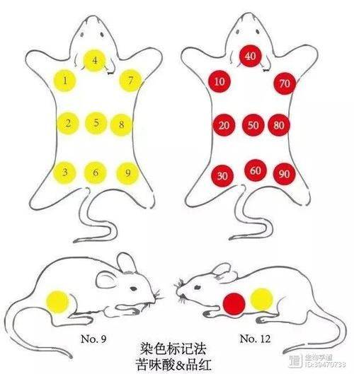 实验动物标记方法