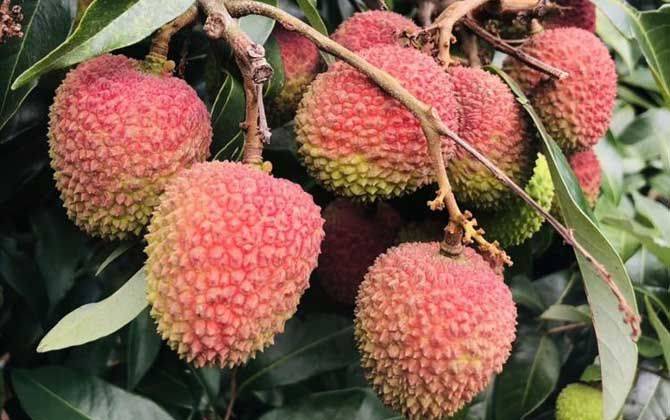 广东荔枝多少钱一斤