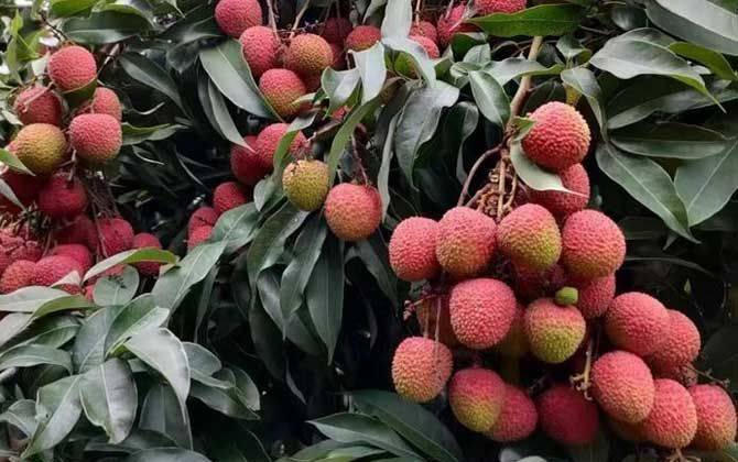 广东荔枝多少钱一斤