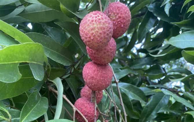 广东荔枝多少钱一斤