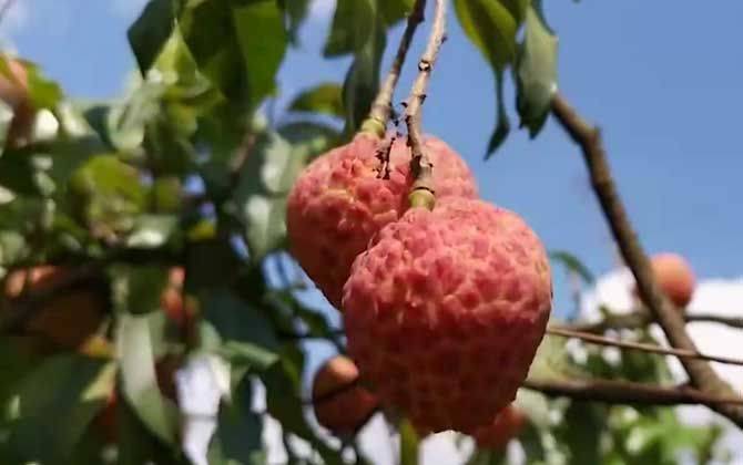 广东荔枝多少钱一斤