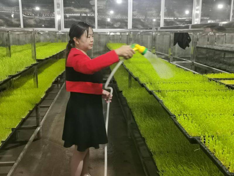 无土大棚蔬菜种植技术