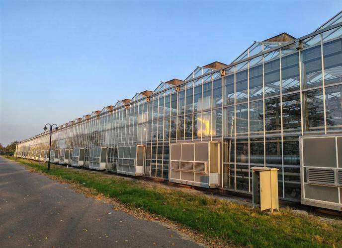 无土大棚蔬菜种植技术